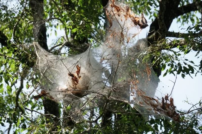 Tent Caterpillars Build Silky Webs