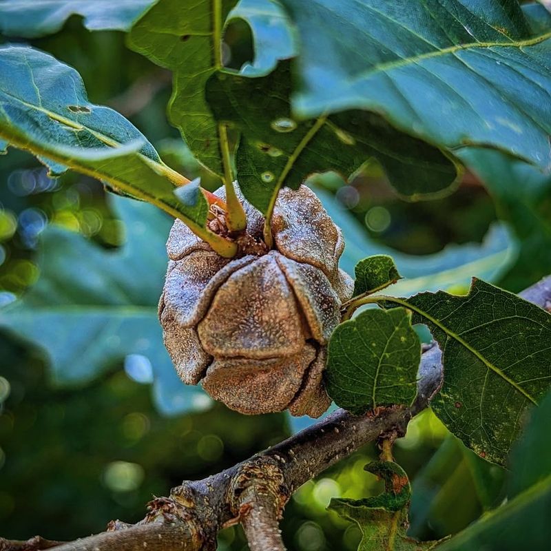 Leaf Galls: Insect-Caused Growths