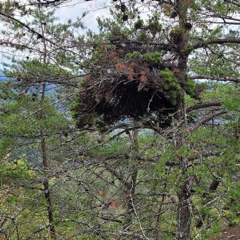 Witches' Broom Disease