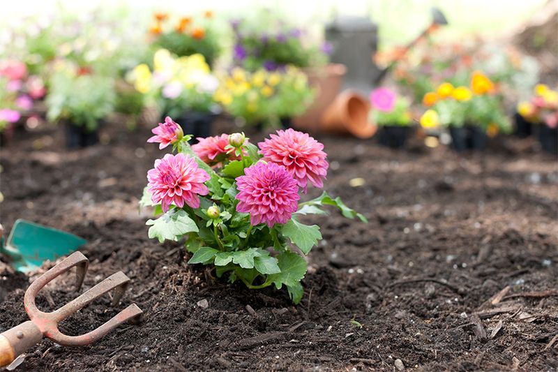 Consider Seasonal Blooming Schedules