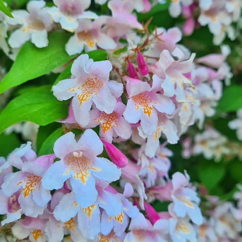 Beautybush