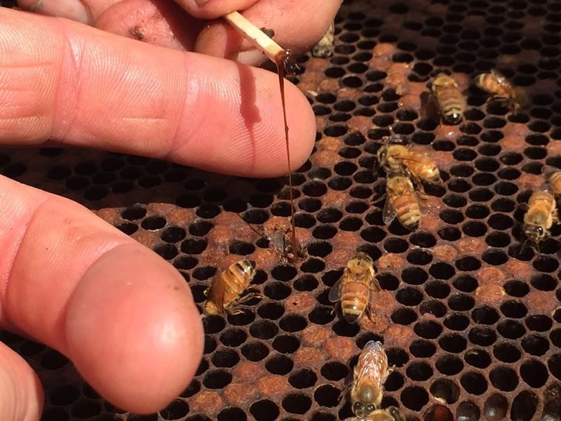 Diseases Spread Through Bee Communities