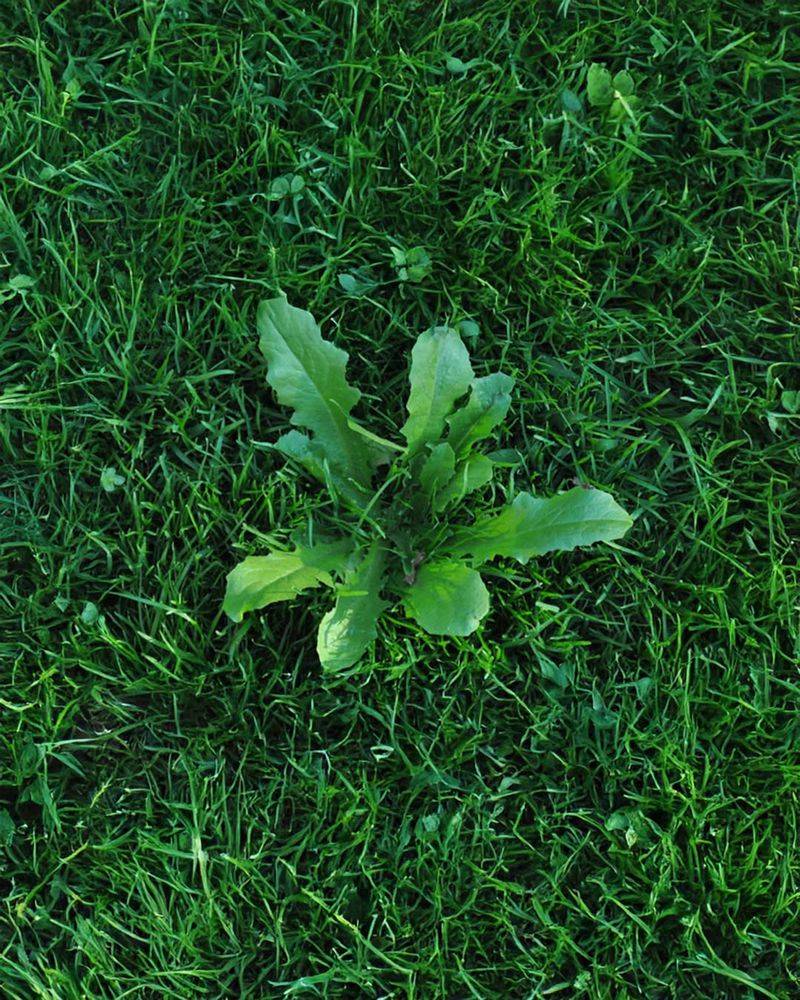 Fewer Weeds Compete For Space