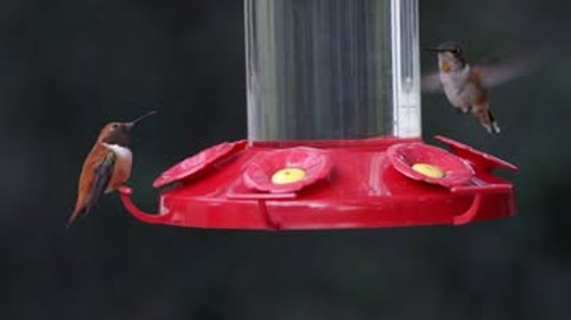 Local Birding Groups Report Departure