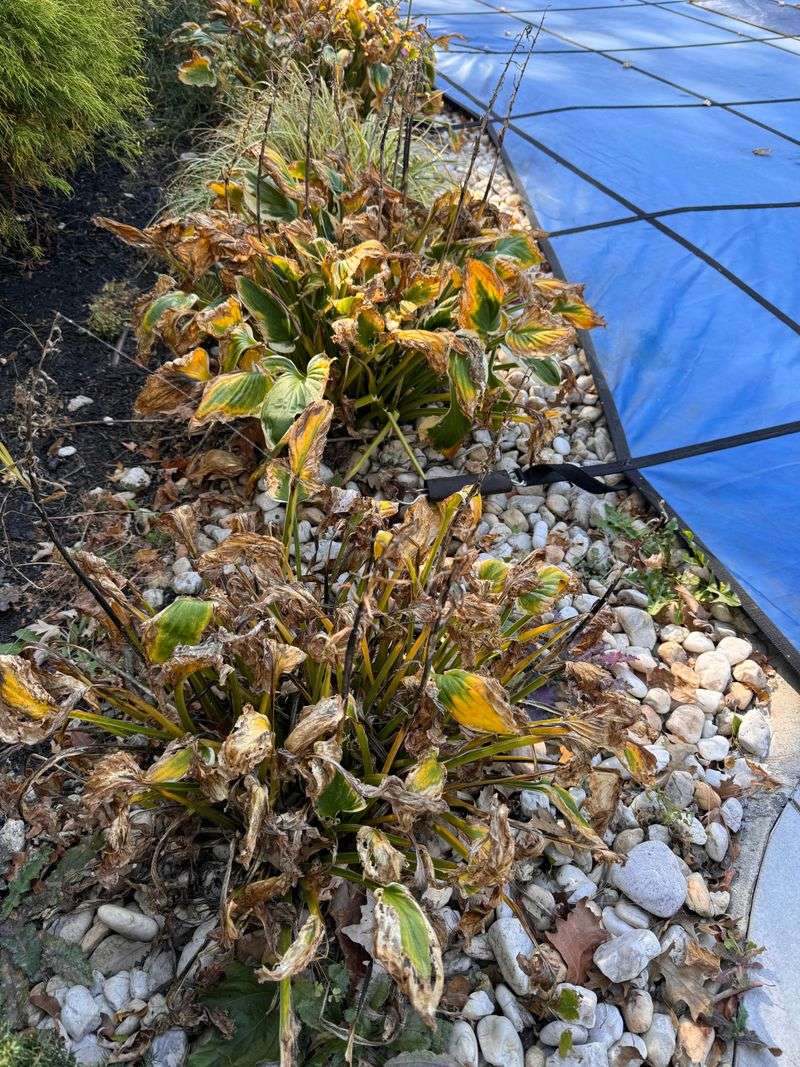 Local Flowers Have Died Back
