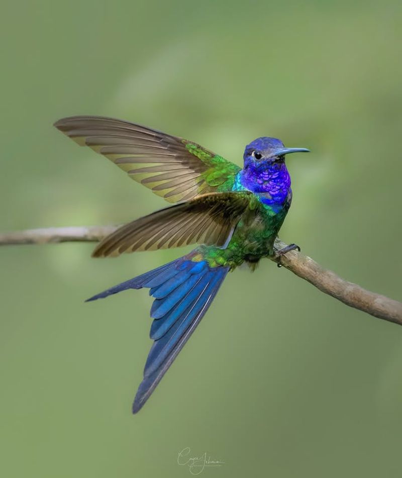 Hummingbirds
