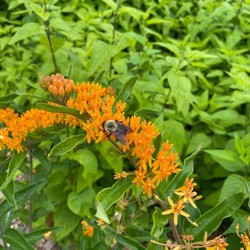Attracts Many Different Butterfly Species