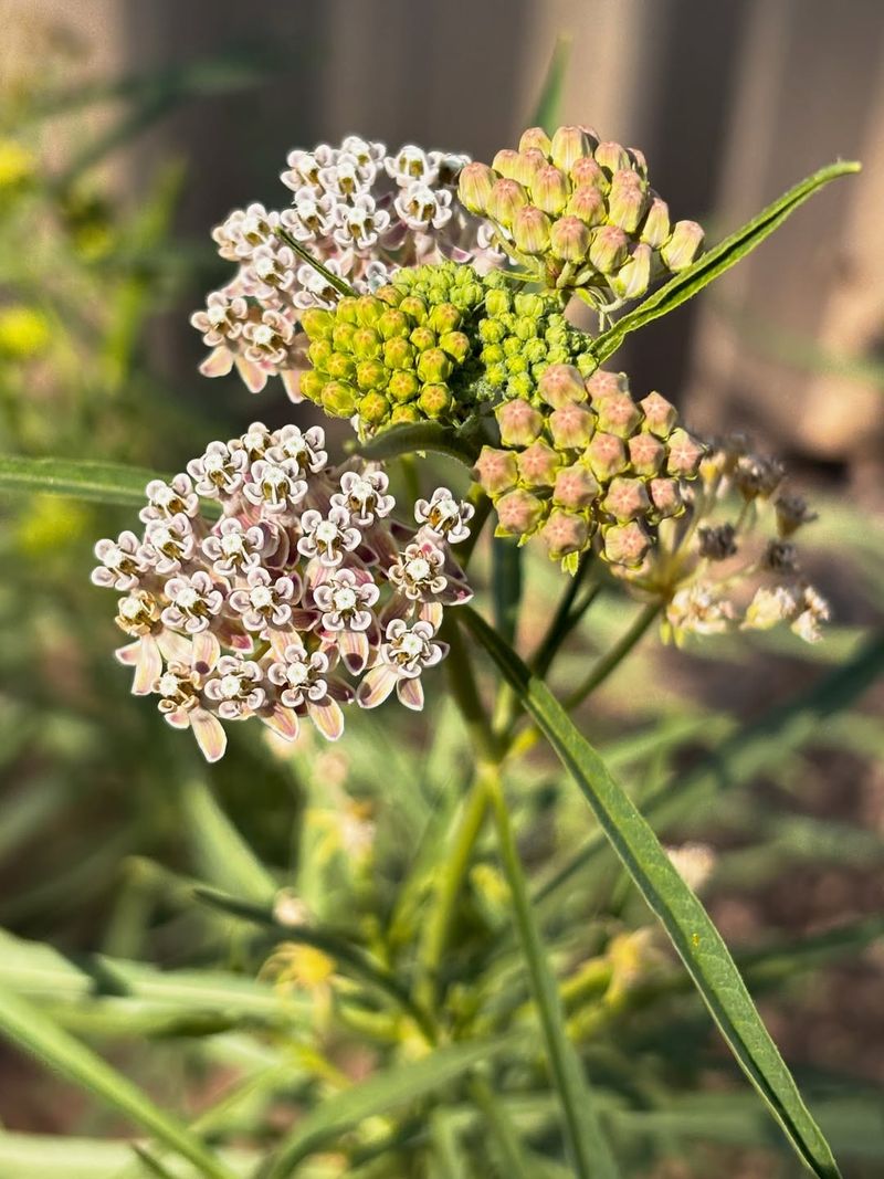 Beautiful Flowers Bloom From Spring Through Fall