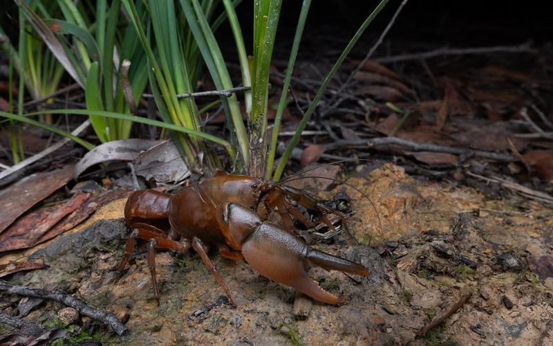 Burrowing Crayfish: Unusual Lawn Dwellers With Legal Status