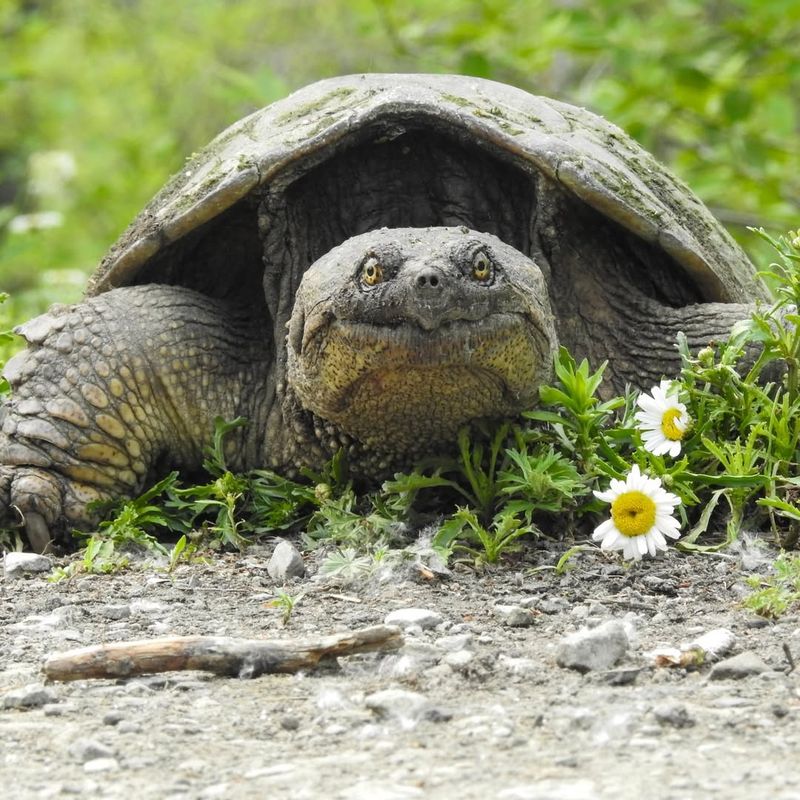 Snapping Turtle