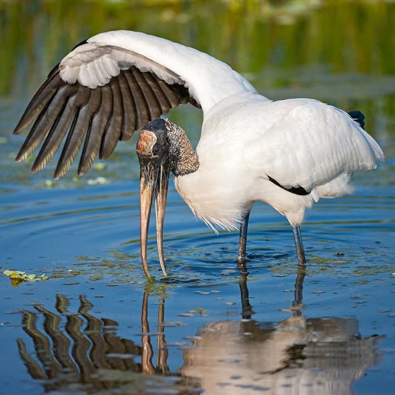 Wood Stork