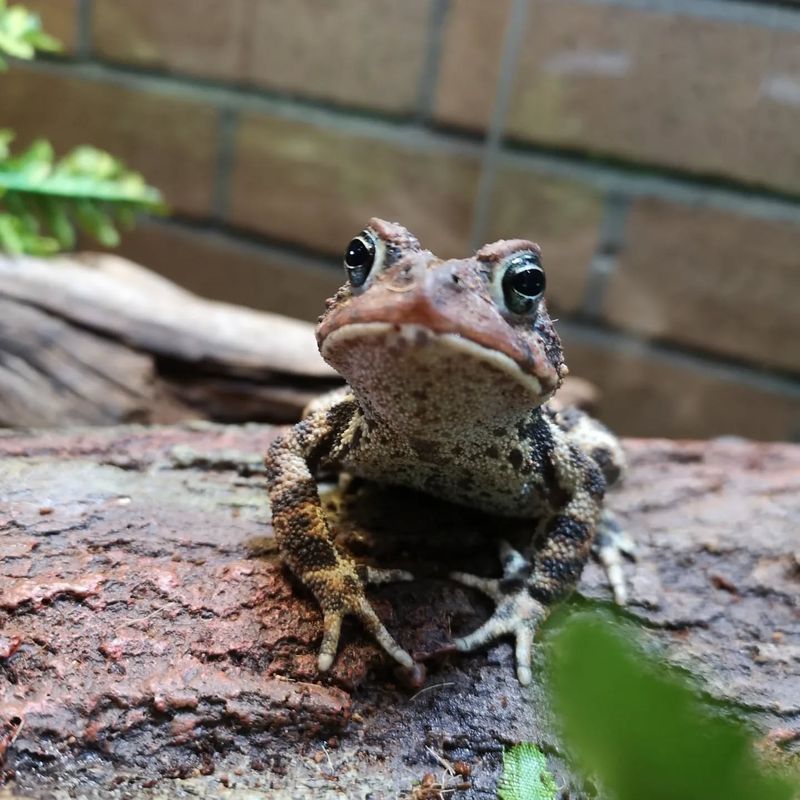 American Toad
