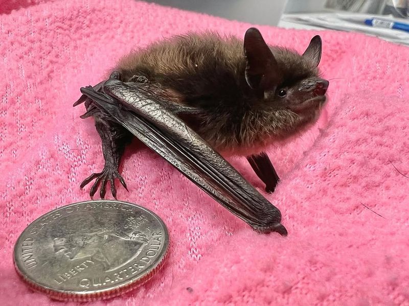 Little Brown Bat