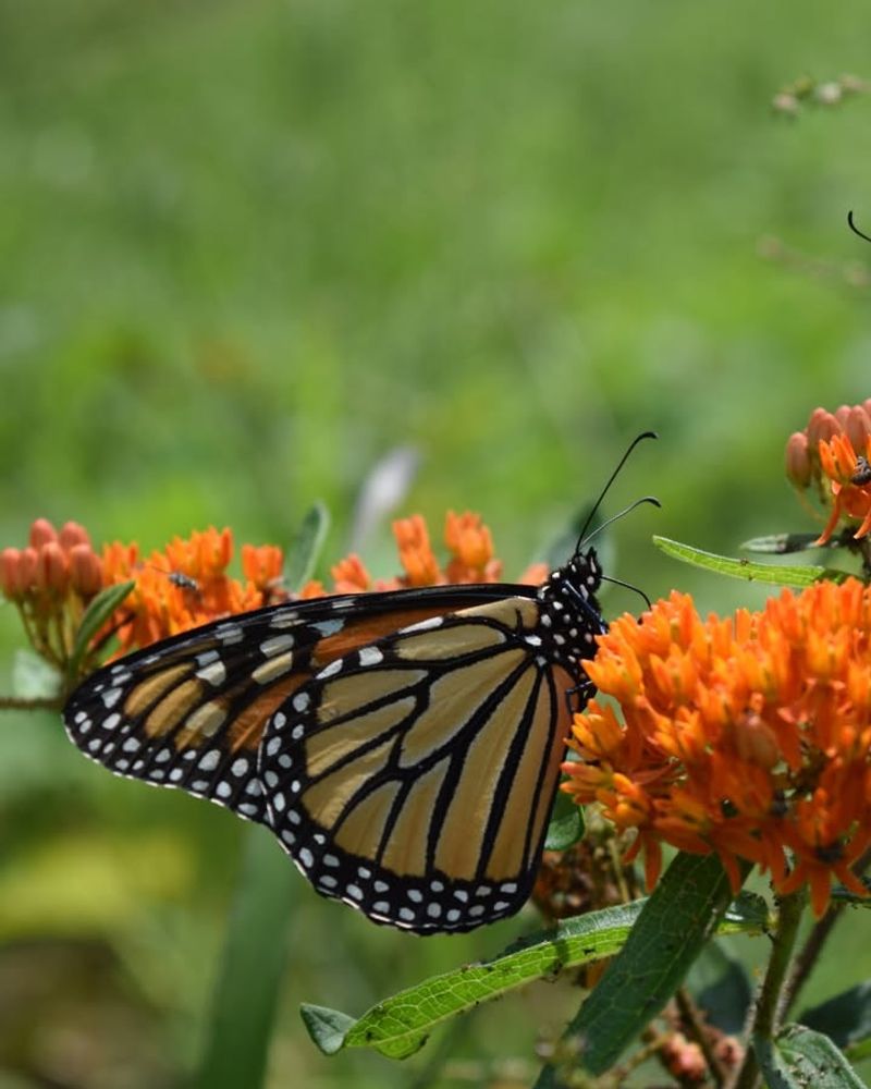 Brilliant Orange Blooms