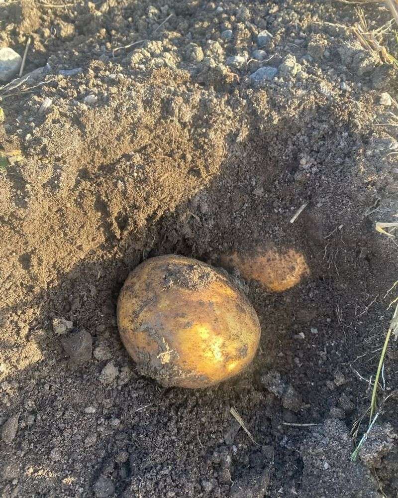 Harvest Before Ground Freezes