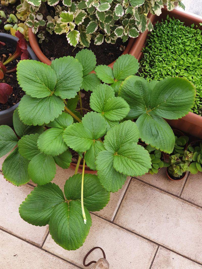 Remove Protection Gradually In Early Spring