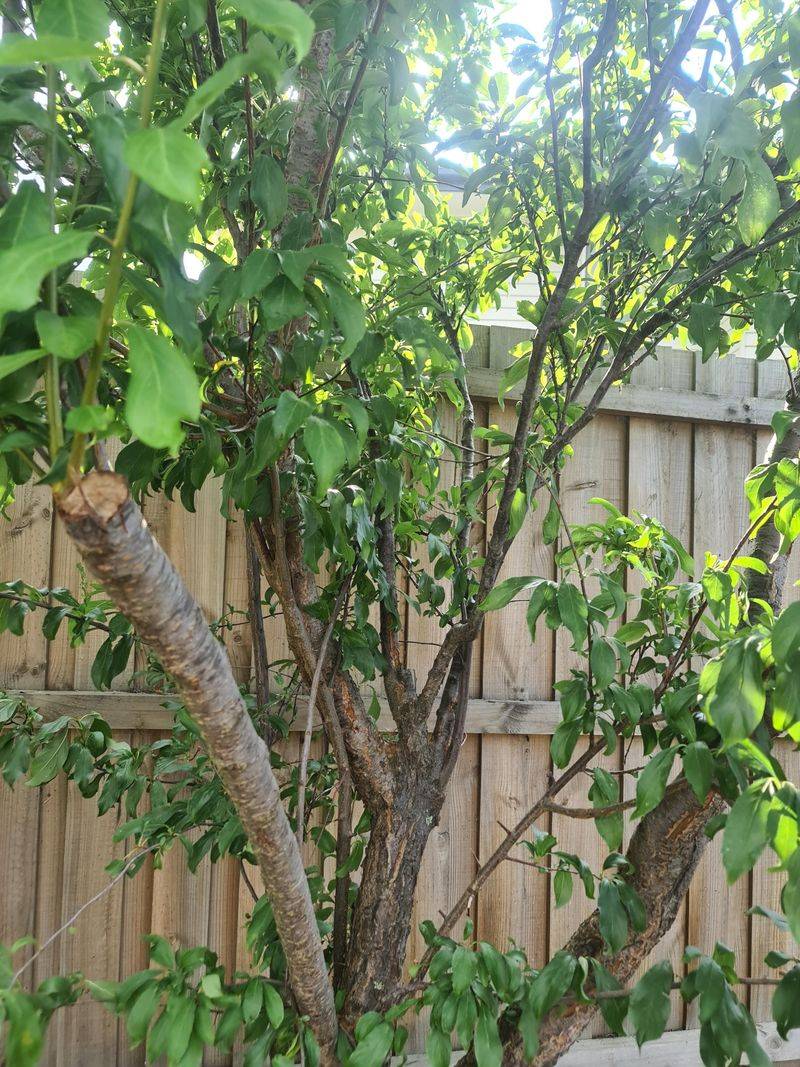 Inspect for Pest and Disease Issues