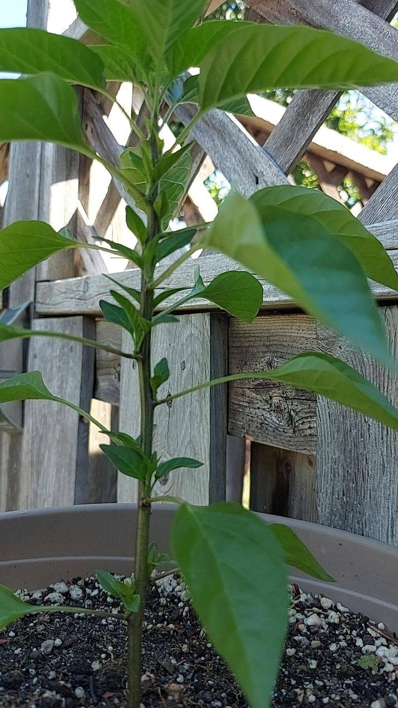 Prune Damaged Growth