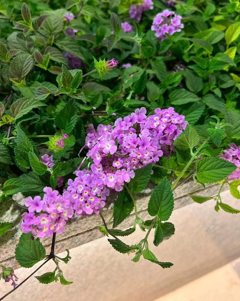 Purple Trailing Lantana