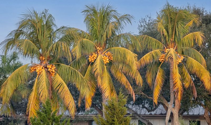 Coconut Palm