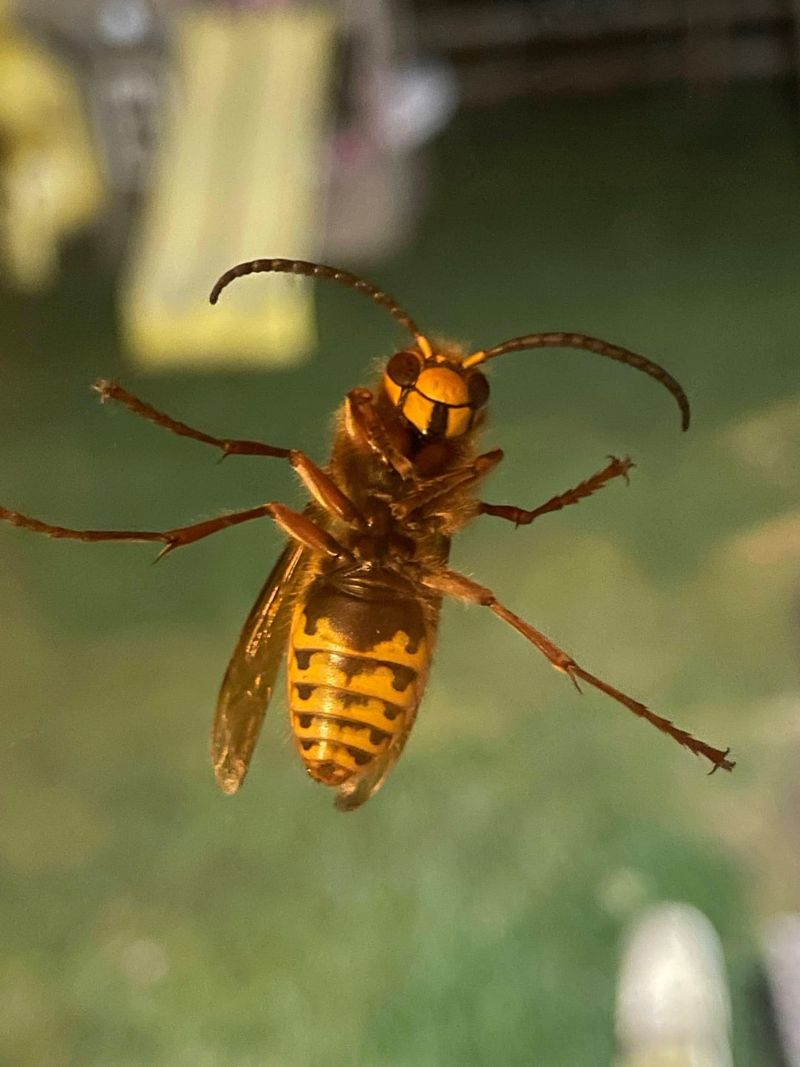 Light Pollution Confuses Nocturnal Pollinators