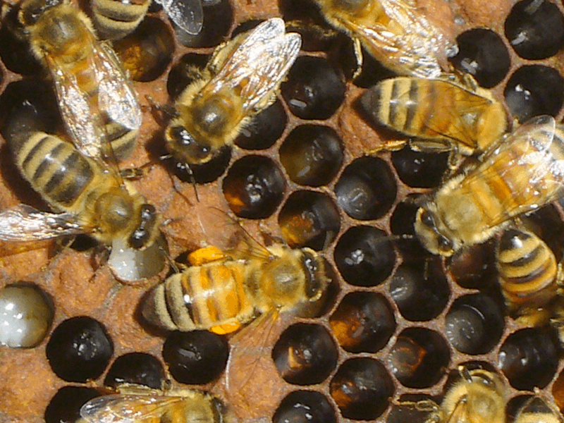 Diseases And Parasites Spreading