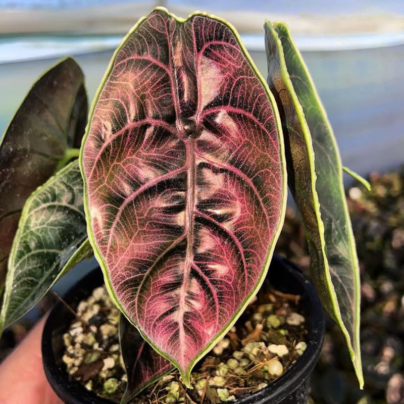 Alocasia Azlanii