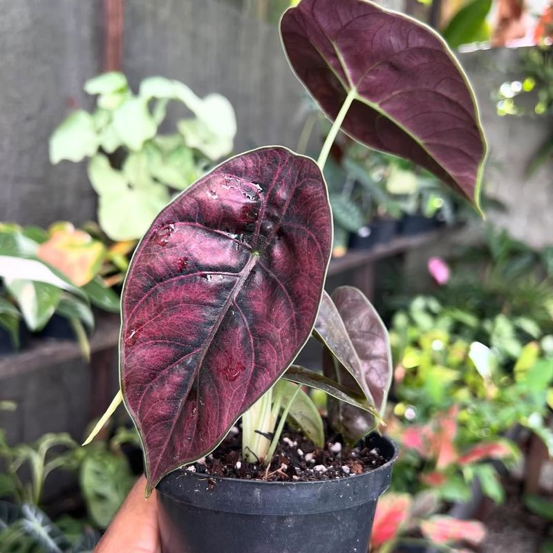 Alocasia Azlanii 'Red Mambo'