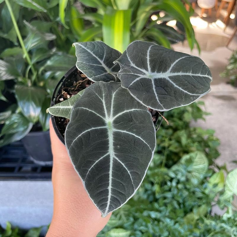 Alocasia Black Velvet