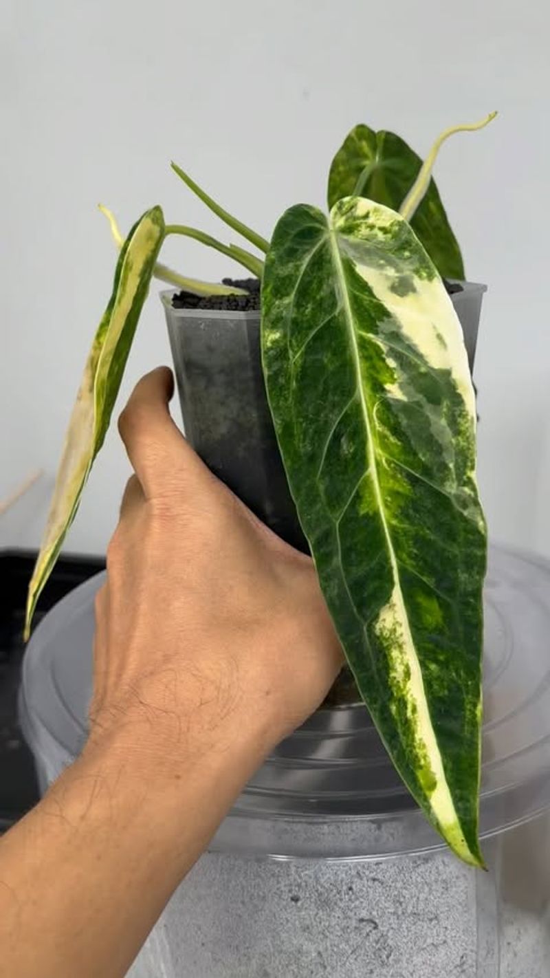 Anthurium Warocqueanum