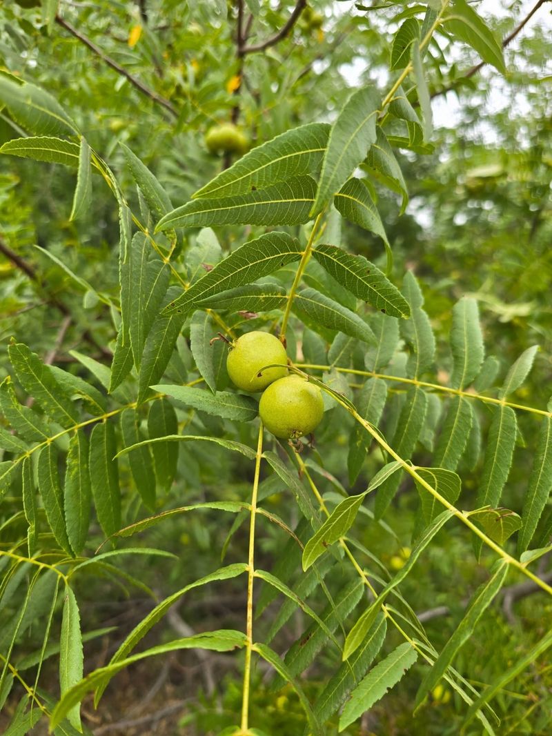 Black Walnut Trees: Vanishing Natives With Strict Protection