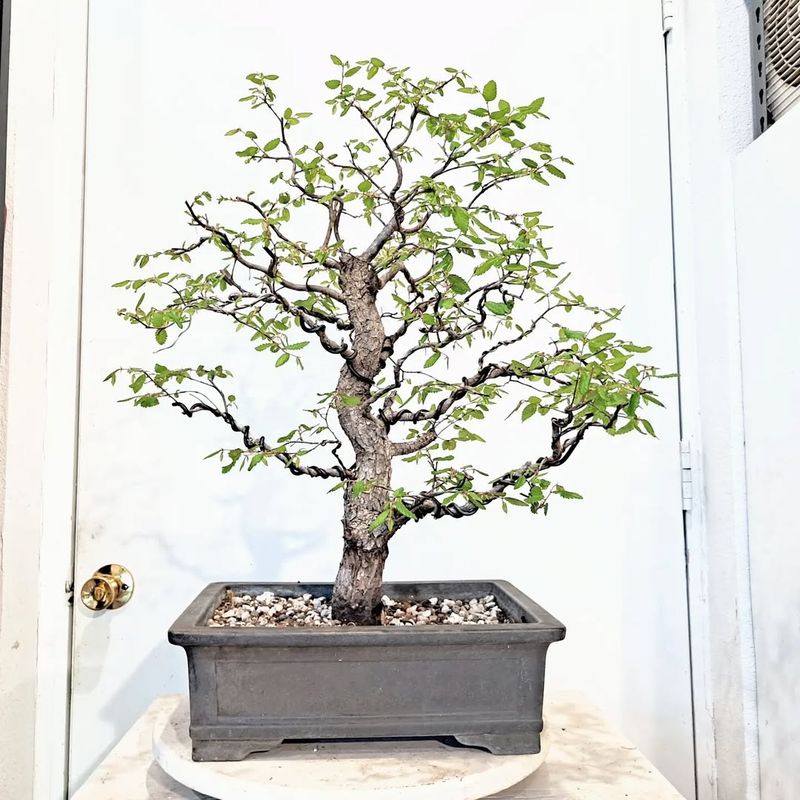 Cedar Elm