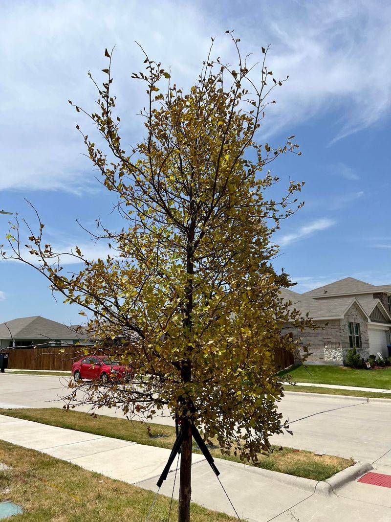 Cedar Elm