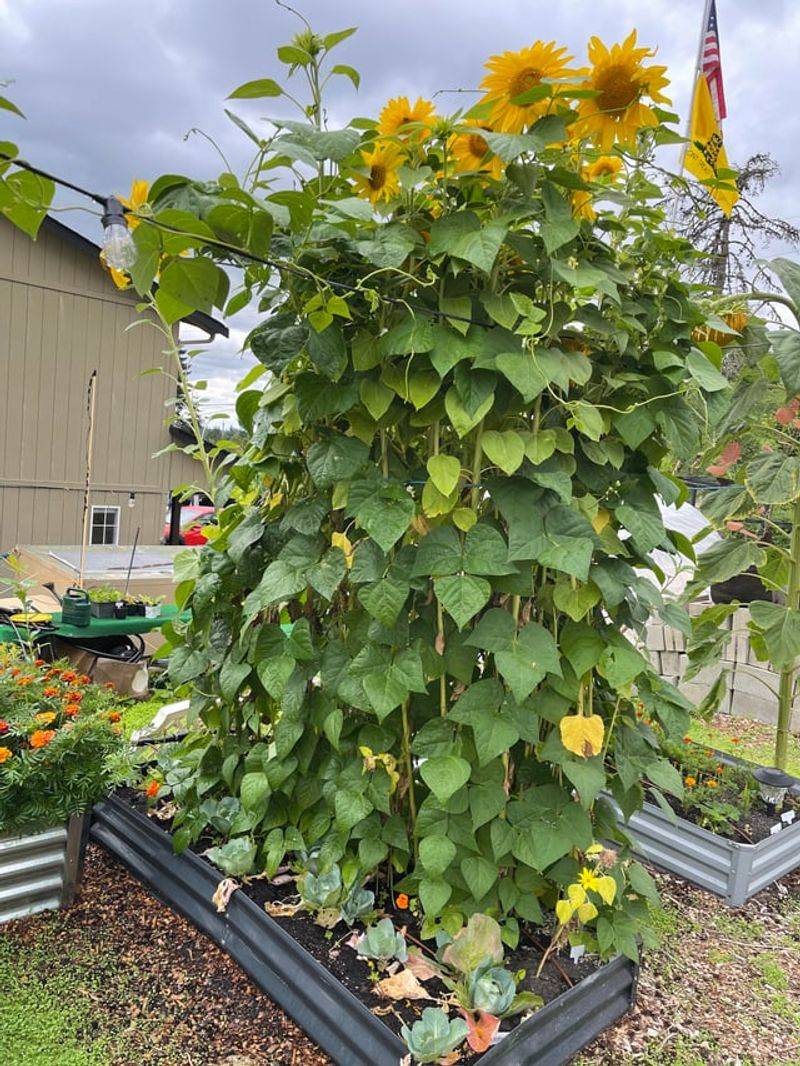 Climbing Beans And Sunflowers