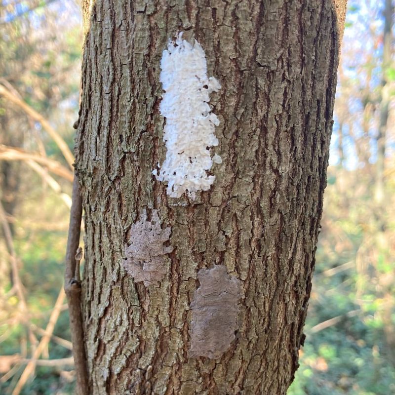 Egg Masses Go Unaddressed