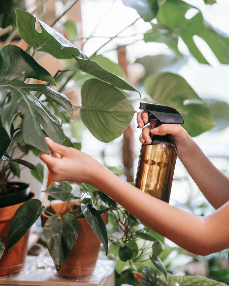 Misting Replaces Humidity Needs