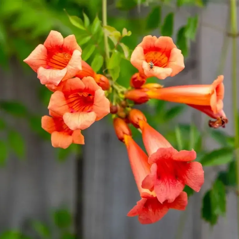 Trumpet Vine And Passionflower