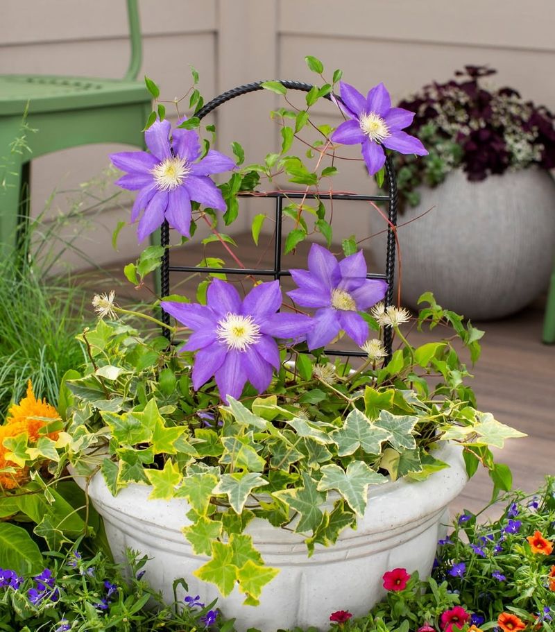 Clematis