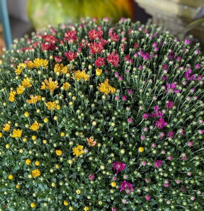 Protect From Early Frost