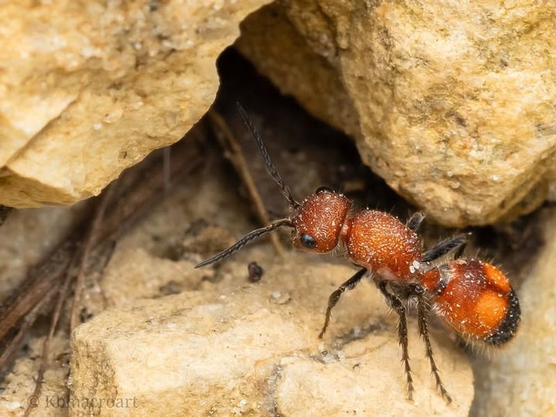 Velvet Ants