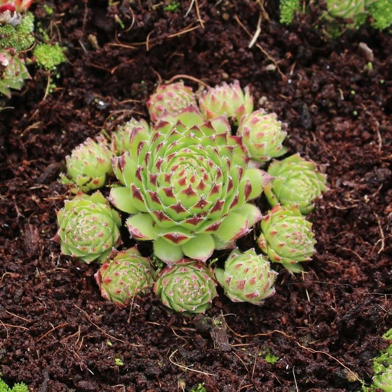 Hens and Chicks (Sempervivum)