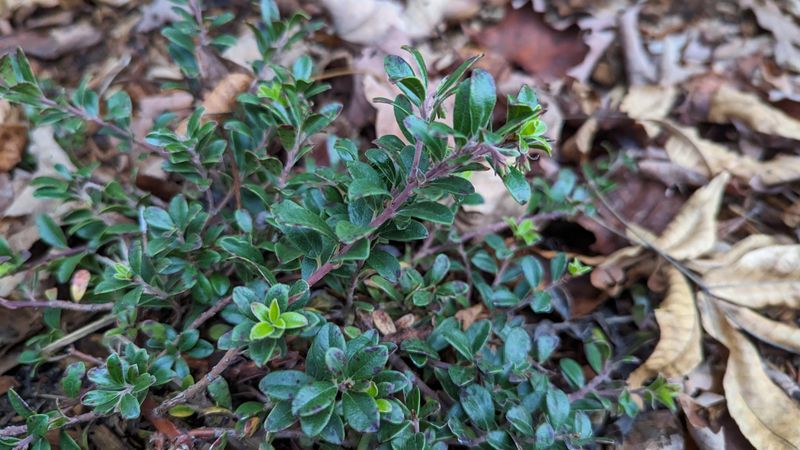 Bearberry (Kinnikinnick)