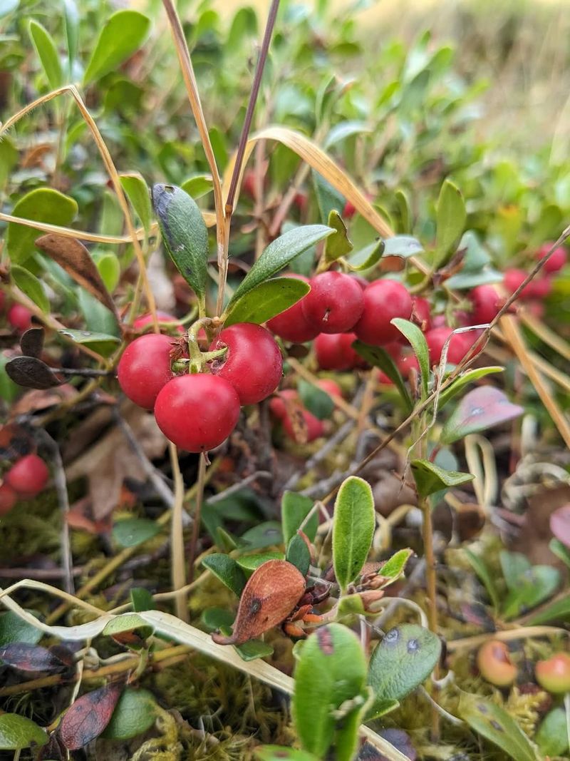 Bearberry (Kinnikinnick)