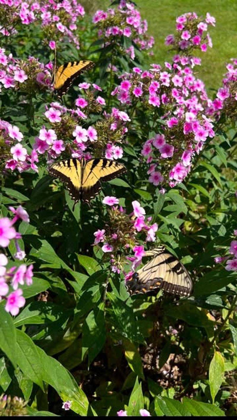 Summer Phlox 'Bright Eyes'