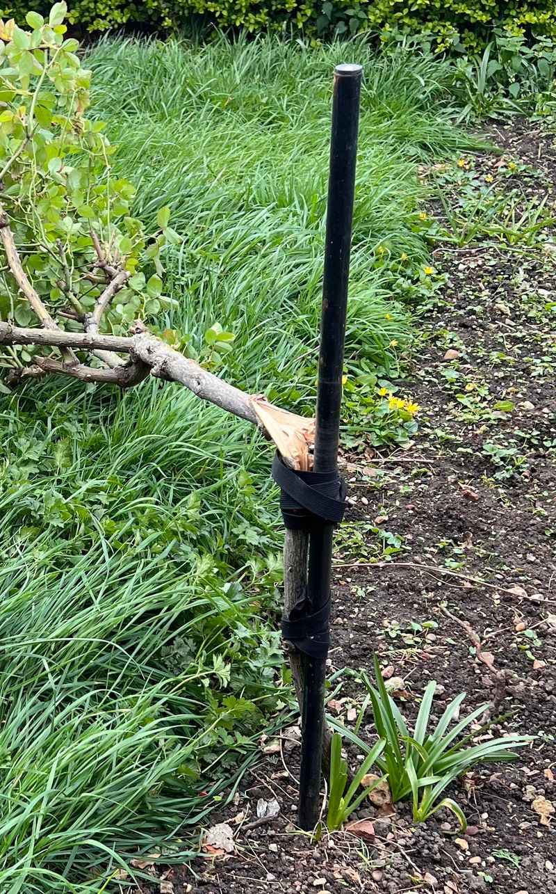 Install Sturdy Stakes For Support