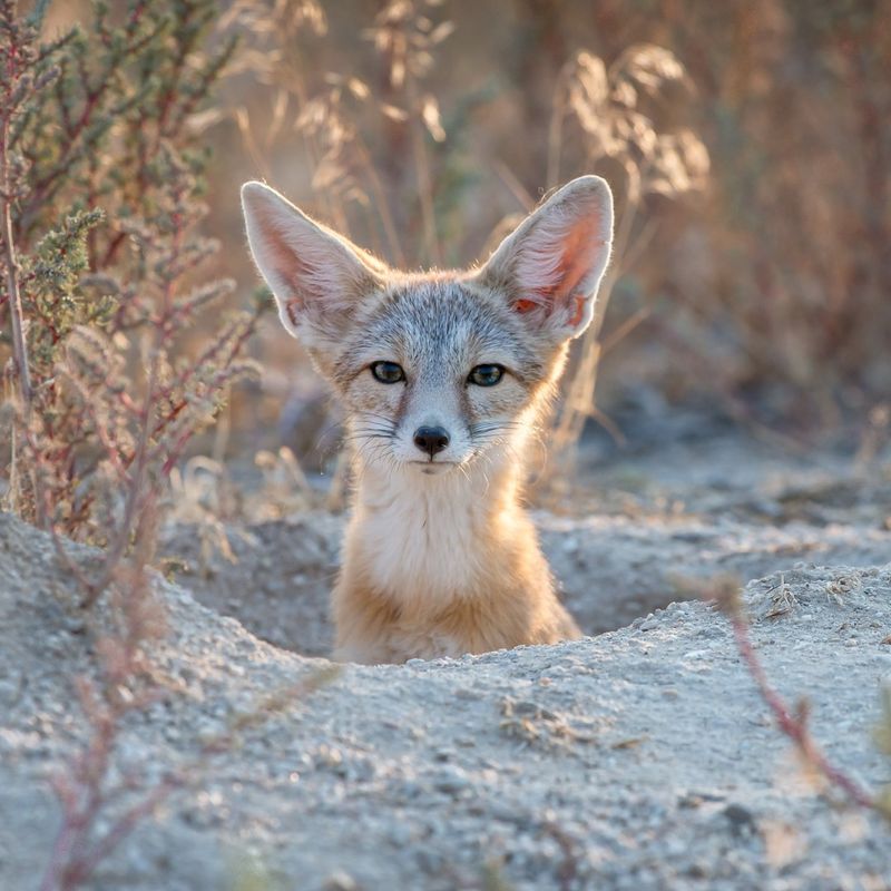 Kit Foxes