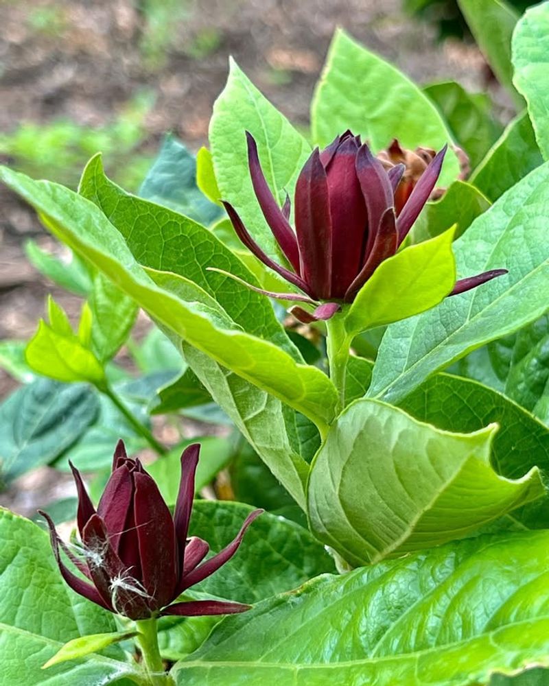 Sweetshrub