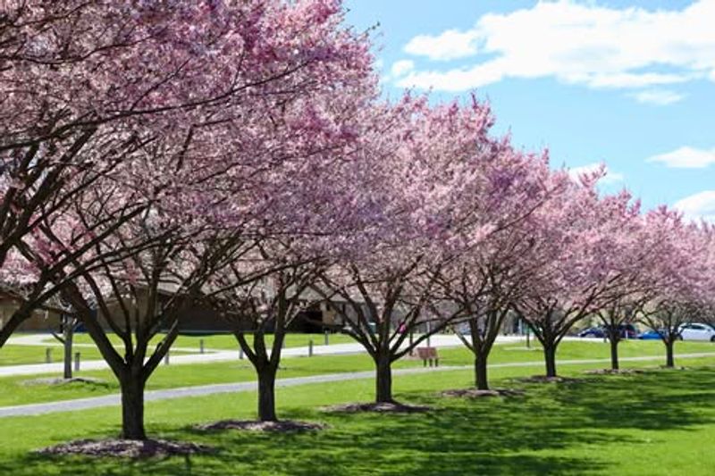 Cherry and Plum Trees