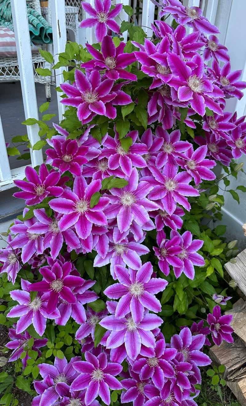 Clematis