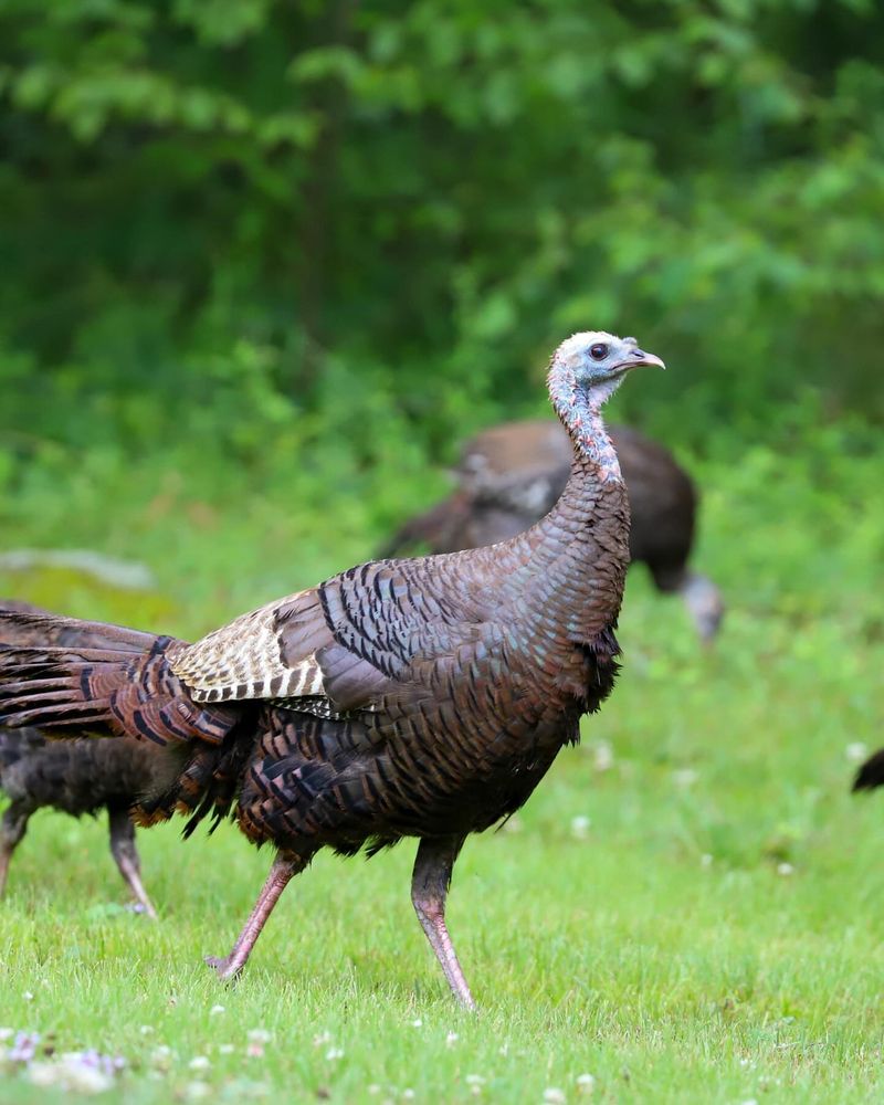 Wild Turkeys